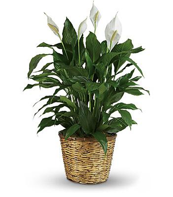 Simply Elegant Spathiphyllum - Large from In Full Bloom in Farmingdale, NY